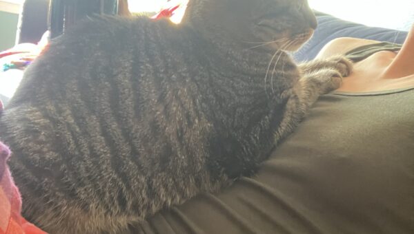 Titty Tuesday? How about Kitty Tuesday