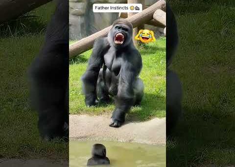 Gorilla Dad Laughs at Baby Falling & Gets Instant Karma! 😂 #monkey#gorilla
