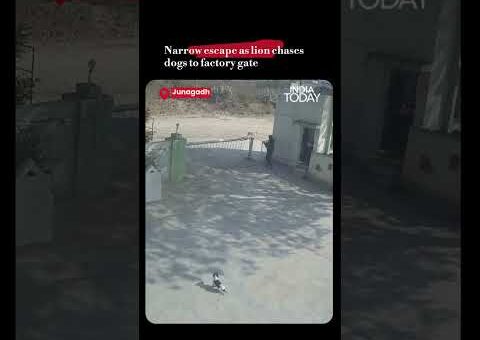Video: Narrow Escape As Lion Chases Dogs To Factory Gate
