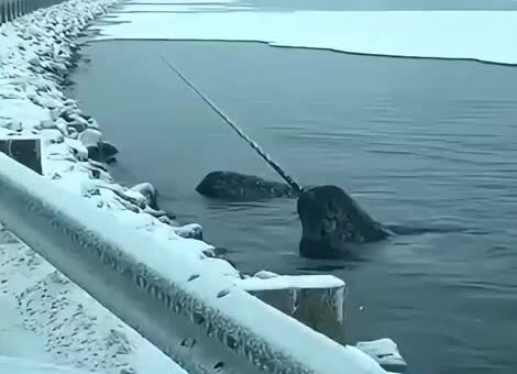 This place needs more Narwhals
