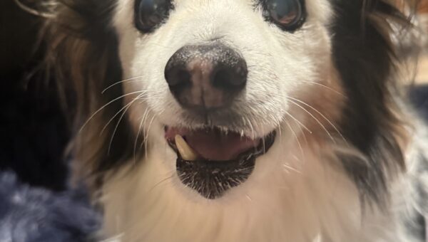 A photo of my dog Panko every day