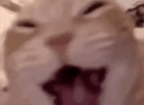 Cat Laugh