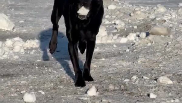 It’s Felix Friday!!! Grab yourself a snowball and join in