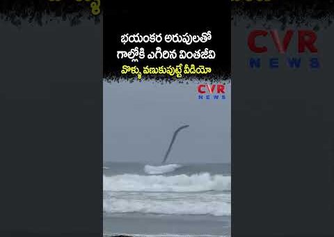 భయంకర అరుపులతో గాల్లోకి ఎగిరిన వింతజీవి వొళ్ళు వణుకుపుట్టే వీడియో | Viral Video | CVR NEWS