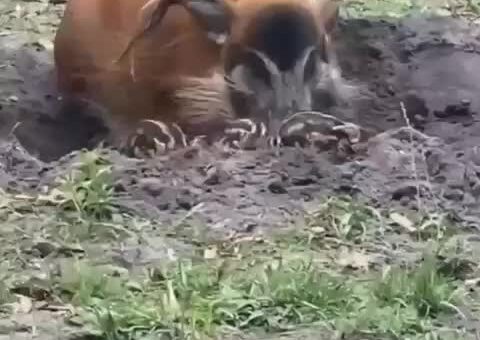 Red river hog with her babies