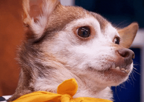 Wide Eye Dog GIF by Puppy Bowl