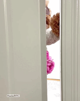 Dog Hello