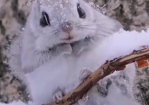 Japanese flying squirrels