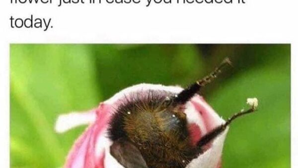 20 nice and wholesome things to brighten your day, vol 192