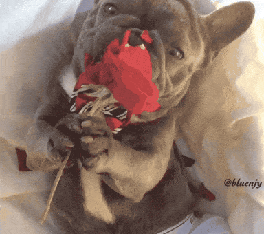 Valentines Day Dog