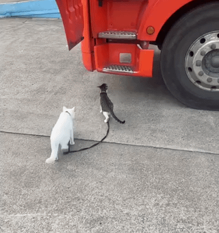 Cat 1 🤝 Cat 2