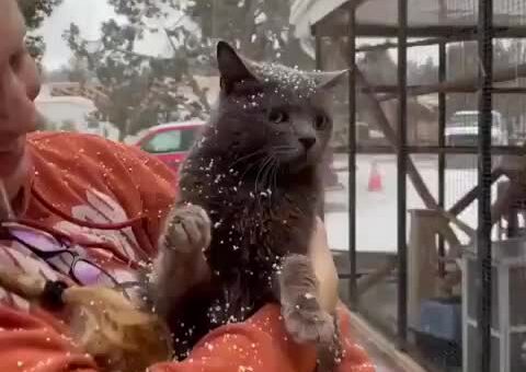 Blind cat feels snow for the first time