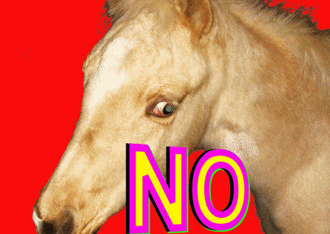 Horse No GIF by BuzzFeed Animation