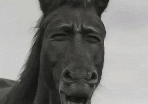 Horse Meme