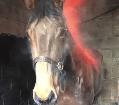 Horse Vape