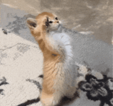 Salute Saluting