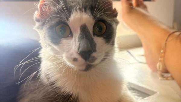 21 nice and wholesome things to brighten your day, vol 198