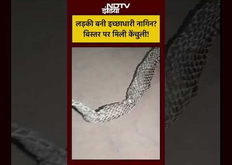 Auraiya Viral News: क्या सच में लड़की बनी Ichhadhari Nagin? बिस्तर पर मिली केंचुली ने…