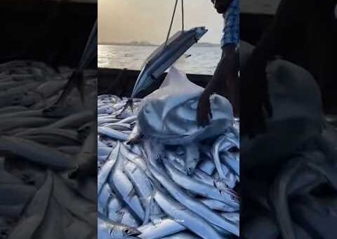 அட இப்படியும் மீன் பிடிக்கலாமா? 😲 #trendingnow #viral