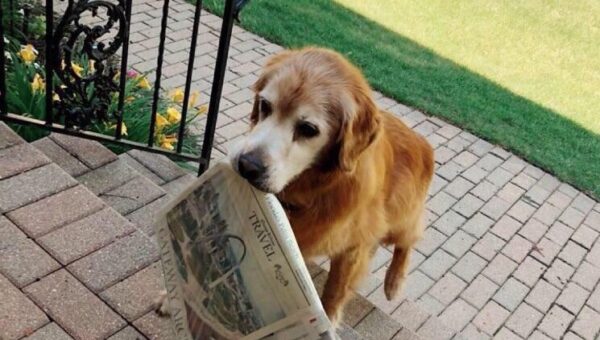 20 nice and wholesome things to brighten your day, vol 200
