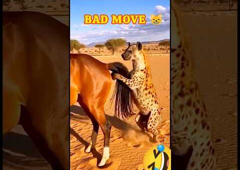 😂 Animals Instant Karma | Wild Animal Funny Moments Compilation #shorts #funnyvideos #comedyvideos