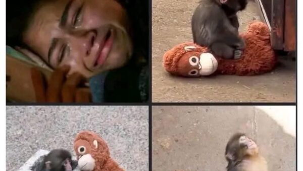 A moderately sized DK dump of stolen memes for these trying times 2018