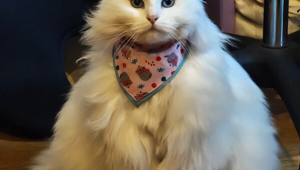 Starting to lose her winter fur, but she’s still… Triangular