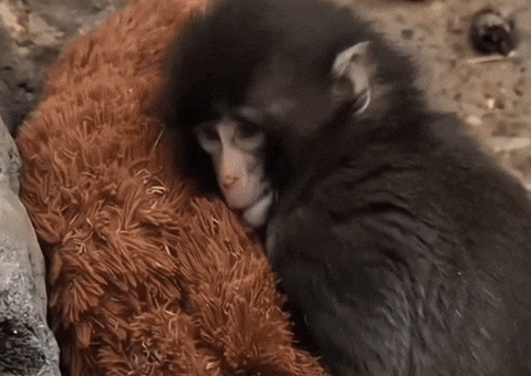 Baby Monkey