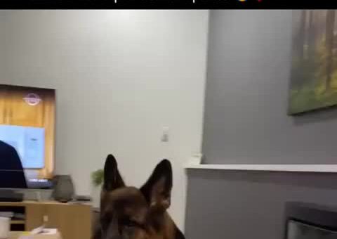 Doggo has no regard for the personal space of others