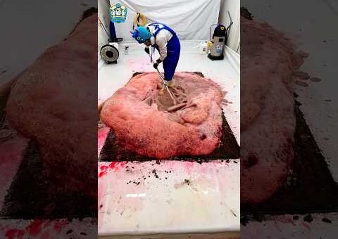 Watch the Magic – Rug’s Hidden Glow Revealed in Extreme Cleaning Satisfaction