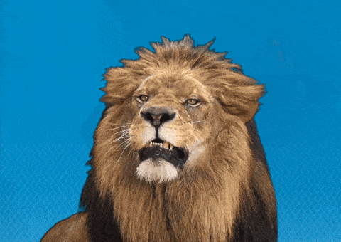 Lion Leo GIF by CSU