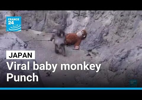 Dozens of fans flock to Japan zoo to see viral baby monkey Punch • FRANCE 24 English