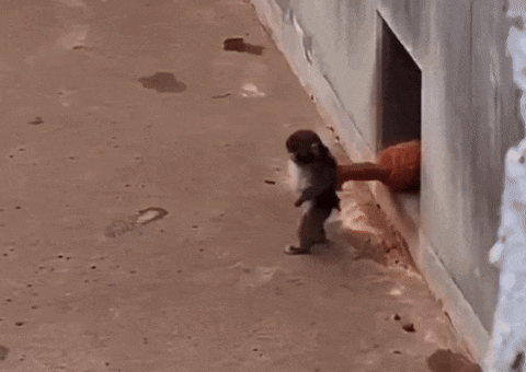 Japan Monkey