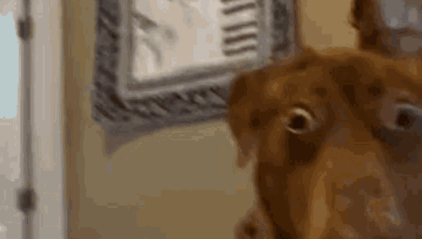 Shocked Dog