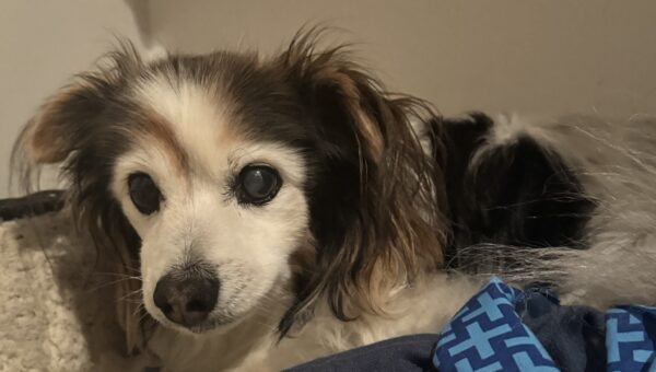 A photo of my dog Panko every day