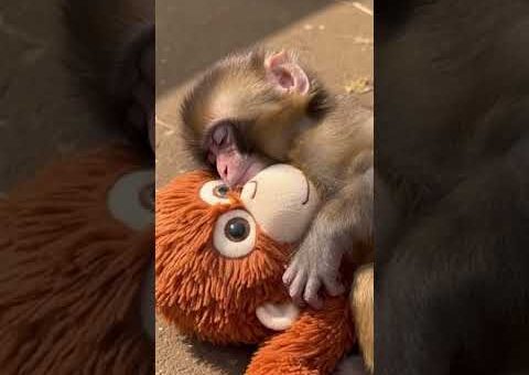 The famous Japanese baby monkey who never lets go of his toy #unbelievable#viralvideo #animals