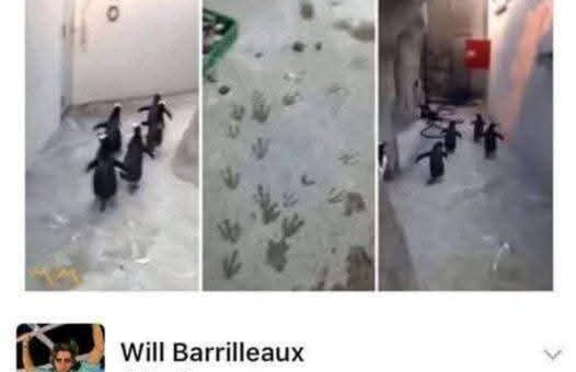 The penguins saw the rent prices and decided to migrate elsewhere. ???