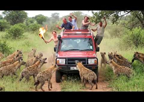 Incredible Safari Moments Caught on Camera