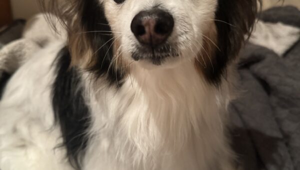 A phot of my dog Panko every day