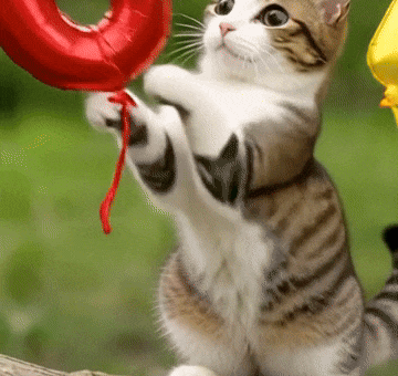 Cat Meow