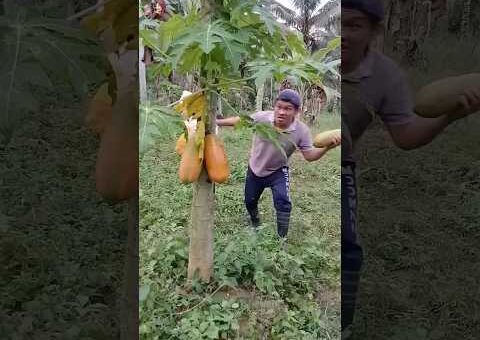 “Mission: Steal the Papaya – FAILED!” #Comedy #FunnyVideo #Fail #InstantKarma #ComedyShorts #Short