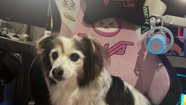 A photo of my dog Panko every day