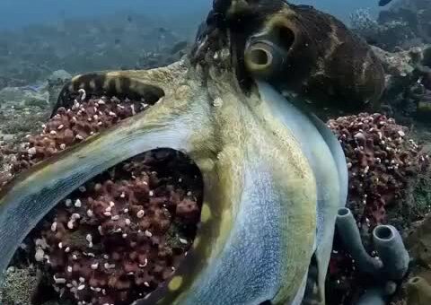 Cephalopod Saturday