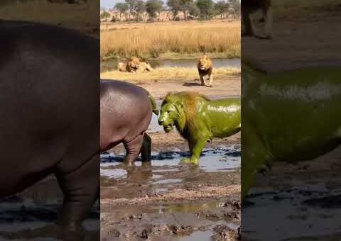 Lion Bites Hippo’s Butt – Gets SPRAYED – Vomits – Runs! 🤮 #viral #lion #hippo…