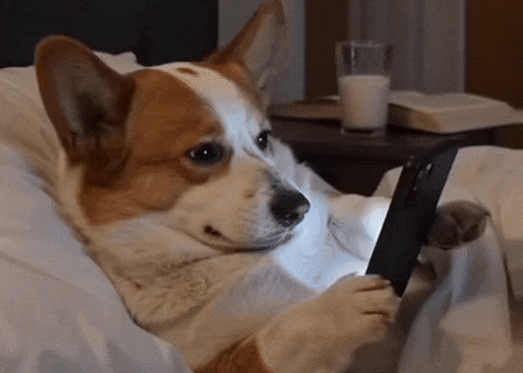 Shocked Dog