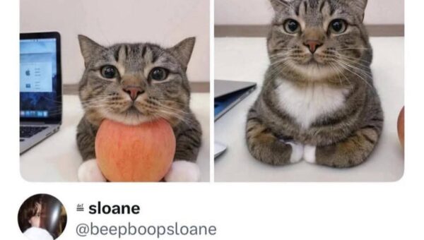 Apple Gato