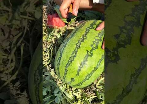 Enjoy Amazing Fruit Cutting Compilation