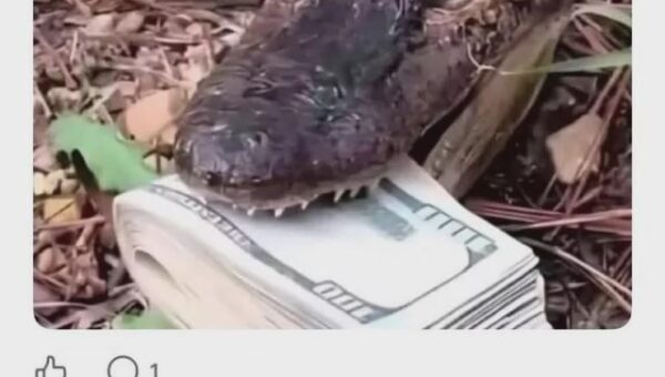 Croco🐊 Bro is in Danger 💀