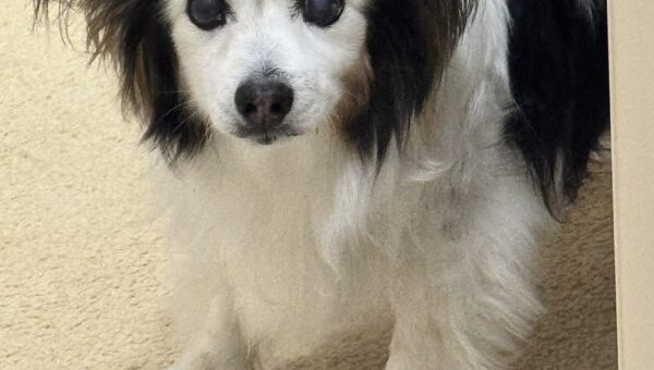 A photo of my dog Panko every day