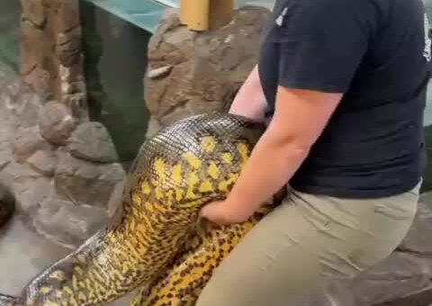 Time to move the anaconda